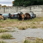 Guanambi: Superintendência de Trânsito recolhe seis animais por dia.